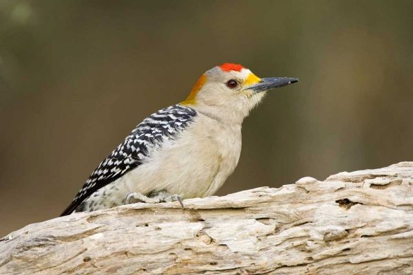 TX, Mission, Golden-fronted woodpecker on log